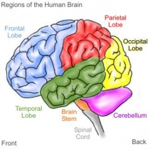 The brain stem is protected by the 1st neck vertebra